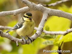 Cyanistes teneriffae degener