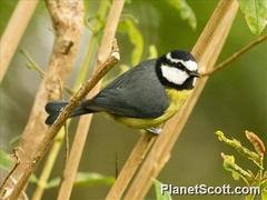 Cyanistes teneriffae teneriffae