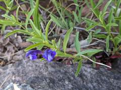 Scutellaria siphocampyloides