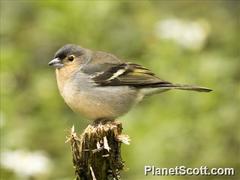 Fringilla coelebs canariensis