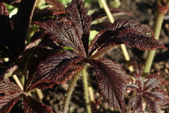 Rodgersia podophylla