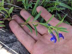 Scutellaria siphocampyloides