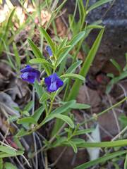 Scutellaria siphocampyloides