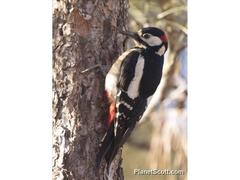 Dendrocopos major canariensis