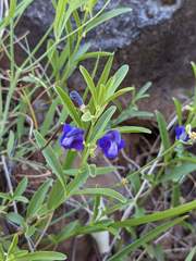 Scutellaria siphocampyloides