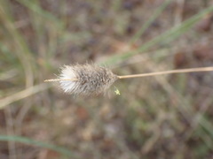 Fingerhuthia africana