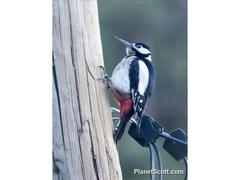 Dendrocopos major canariensis