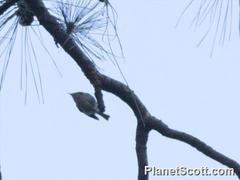 Regulus regulus teneriffae