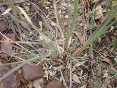 Fingerhuthia africana