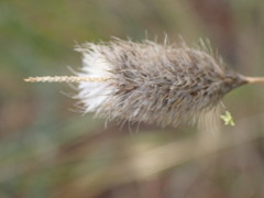 Fingerhuthia africana