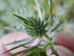 Eryngium hookeri