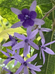 Petrea volubilis