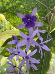 Petrea volubilis