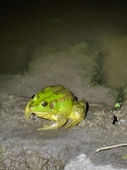 Pelophylax plancyi
