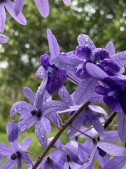 Petrea volubilis
