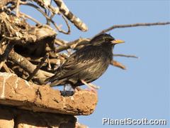 Sturnus unicolor