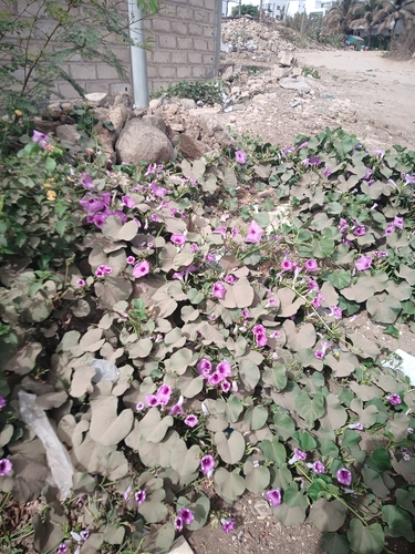 Image of Ipomoea asarifolia by (c) Viken, some rights reserved (CC BY)