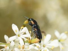Neocuris fortnumi