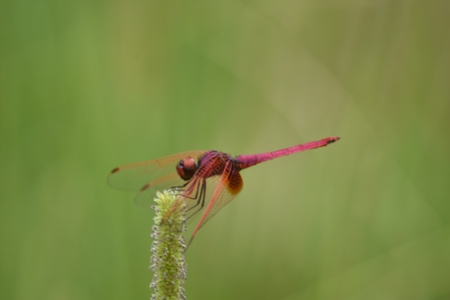 Crimson Marsh Glider
