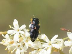 Neocuris fortnumi