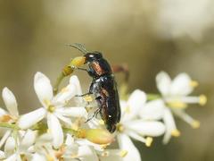 Neocuris fortnumi
