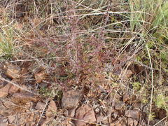 Chascanum hederaceum
