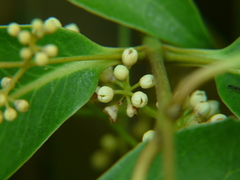 Olea dioica