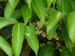 Olea dioica