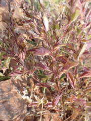 Chascanum hederaceum