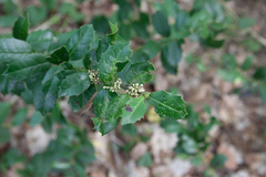 Ilex colchica