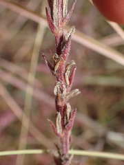 Chascanum hederaceum