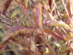 Chascanum hederaceum