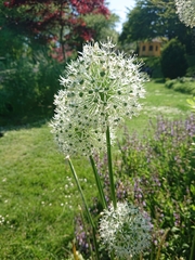 Allium