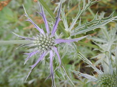 Eryngium hookeri