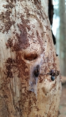 Segestria senoculata