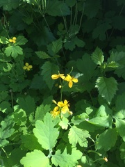 Chelidonium majus