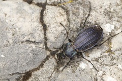 Carabus monilis