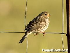 Emberiza calandra
