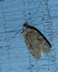 Agonopterix curvilineella