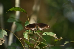 Papilio dravidarum