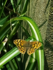 Pararge aegeria aegeria