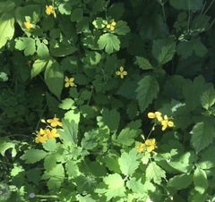 Chelidonium majus