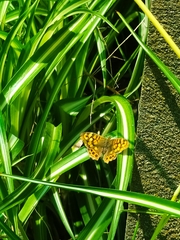 Pararge aegeria aegeria