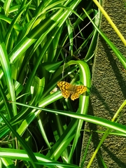 Pararge aegeria aegeria