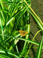 Pararge aegeria aegeria