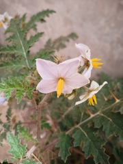 Solanum