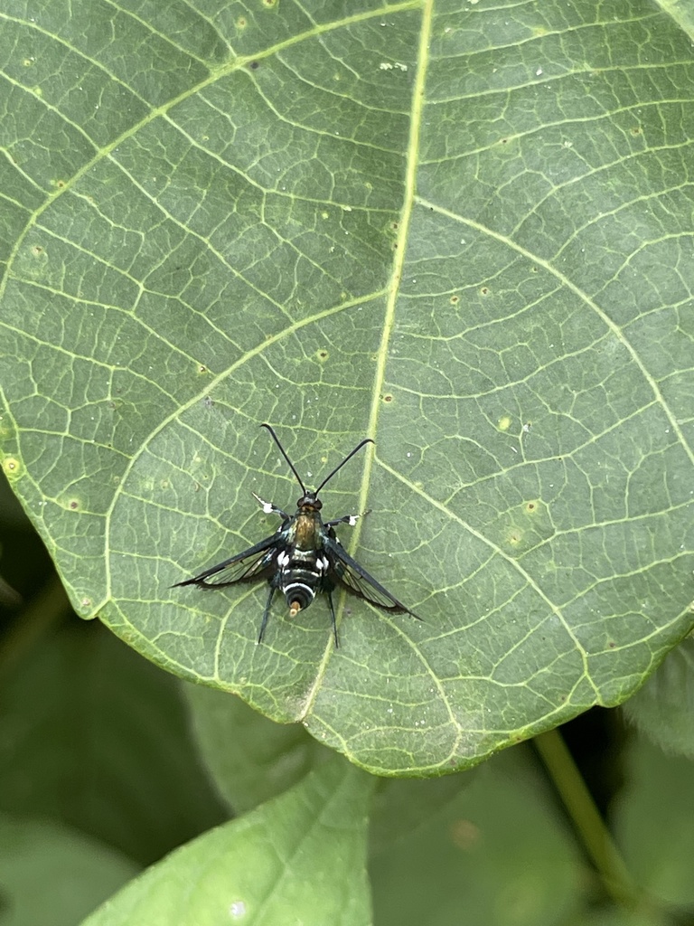 Episannina