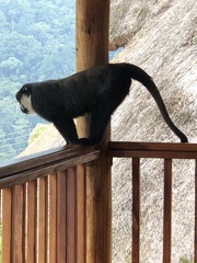 Allochrocebus lhoesti