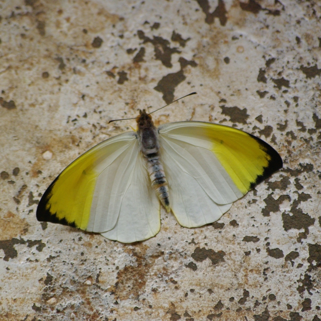 Gideona