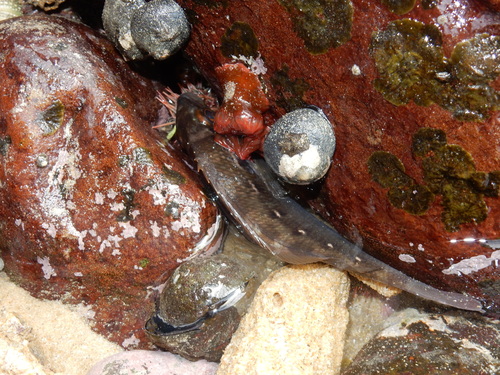 Chirodactylus brachydactylus
